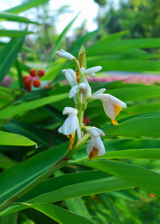 Lesser Galangal (Alpinia officinarum) - Tampa Home & Garden Store