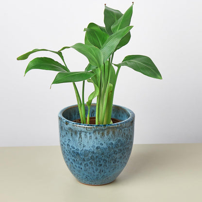 Liberty Bell Planter by House Plant Shop in blue ceramic pot with green leafy plant on Tampa Home & Garden Store