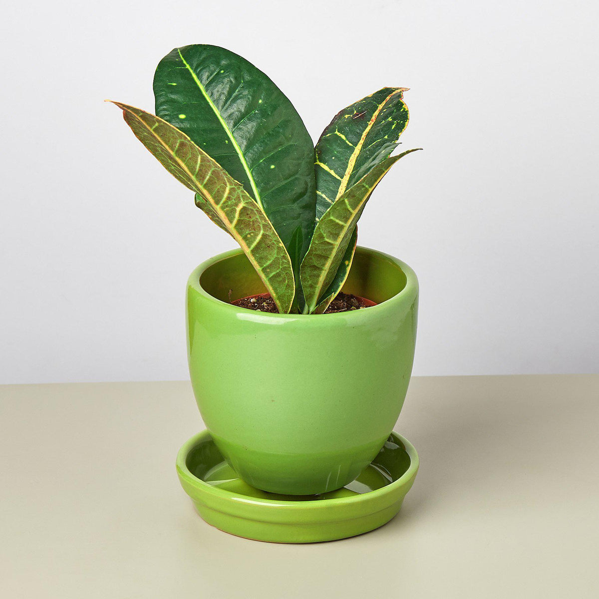 Liberty Bell Planter with variegated green and yellow leaves in a bright lime green pot on Tampa Home & Garden Store