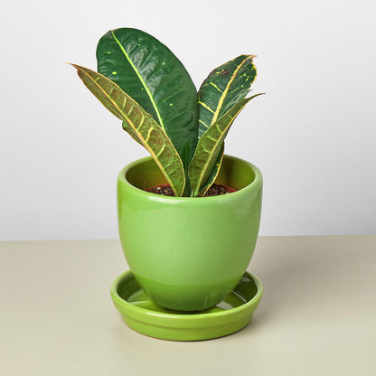 Liberty Bell Planter with variegated green and yellow leaves in a bright lime green pot on Tampa Home & Garden Store