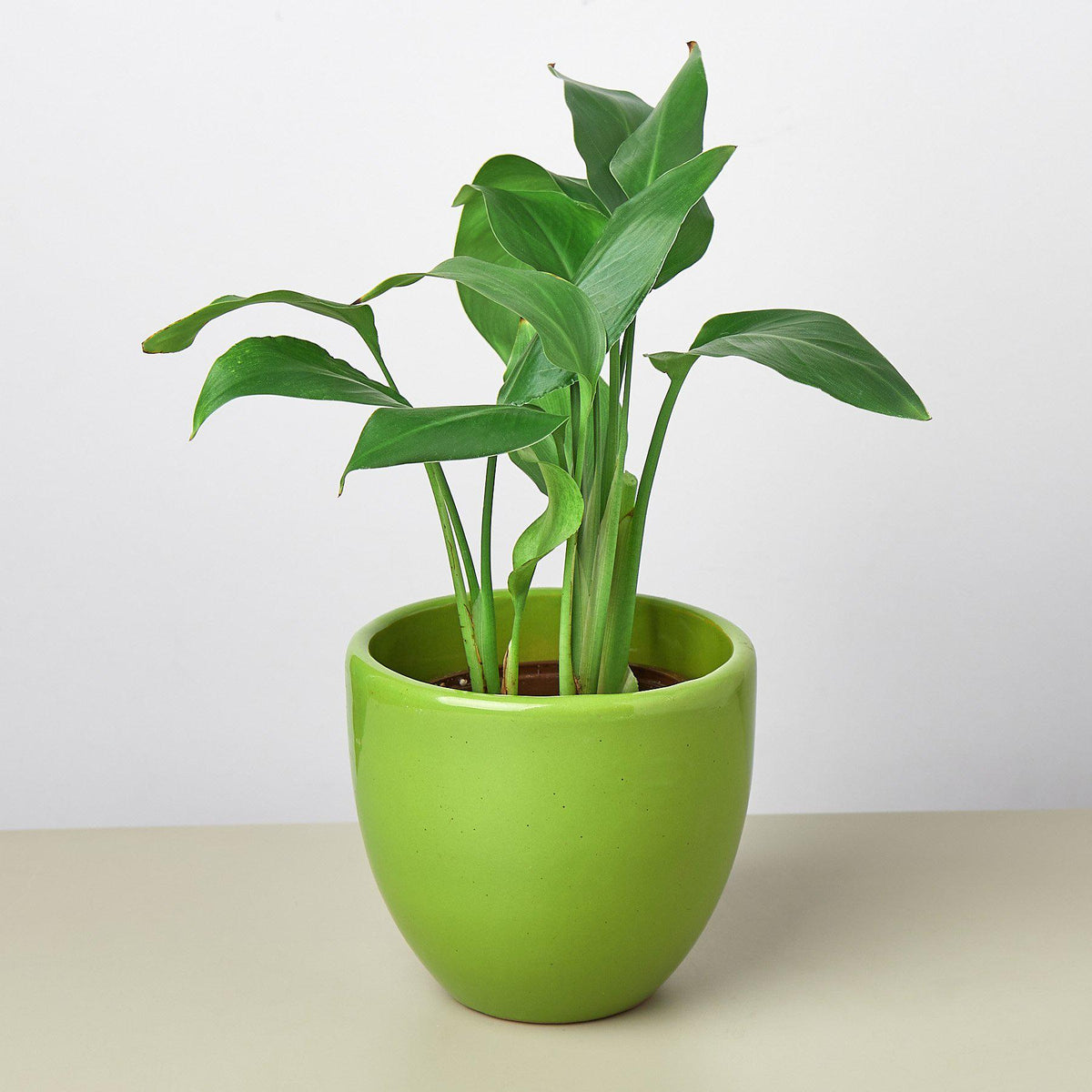 Liberty Bell Planter with lime-green ceramic pot and leafy house plant by House Plant Shop on Tampa Home & Garden Store