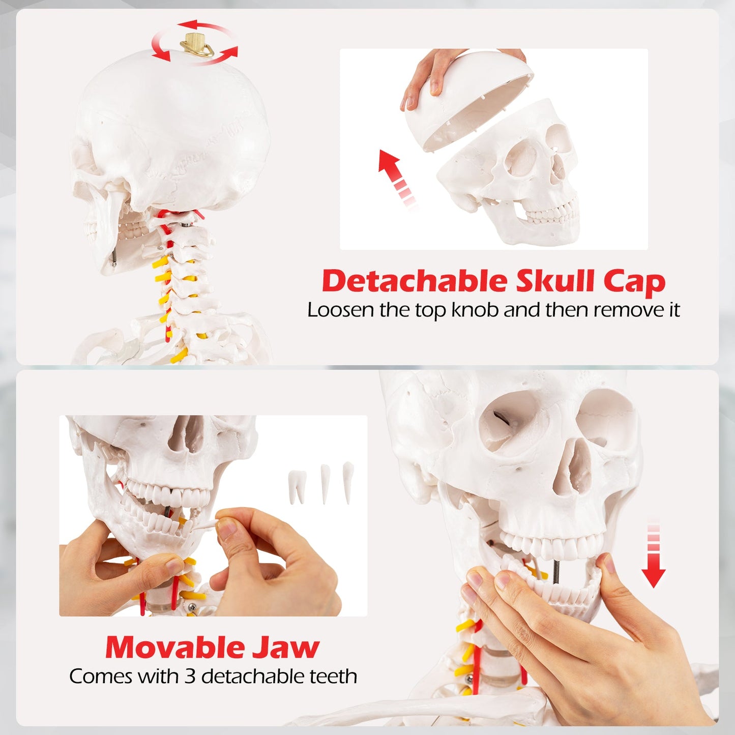 Life Size Human Skeleton Model for Anatomy Anatomical Skeleton with Nerves System
