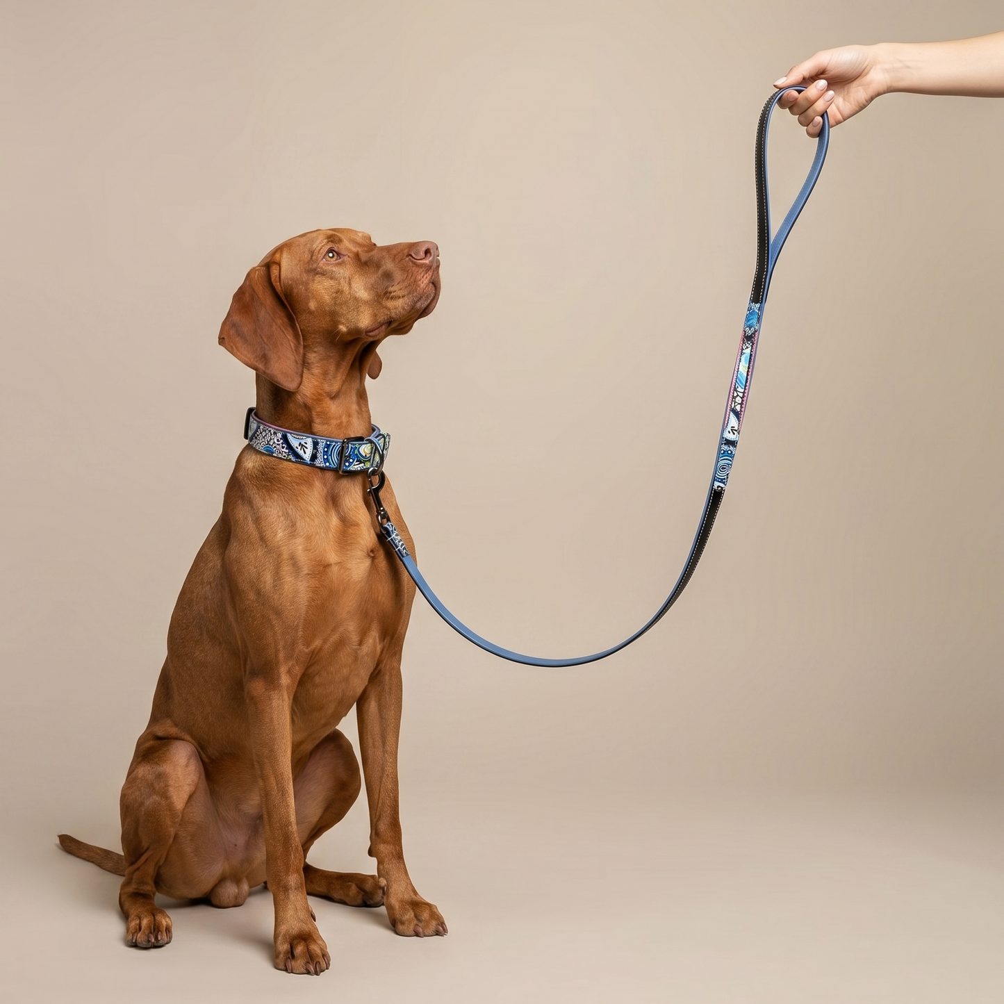 Blossom Leather Dog Collar by Halter Ego in blue floral pattern on a brown dog with leash on Tampa Home & Garden Store