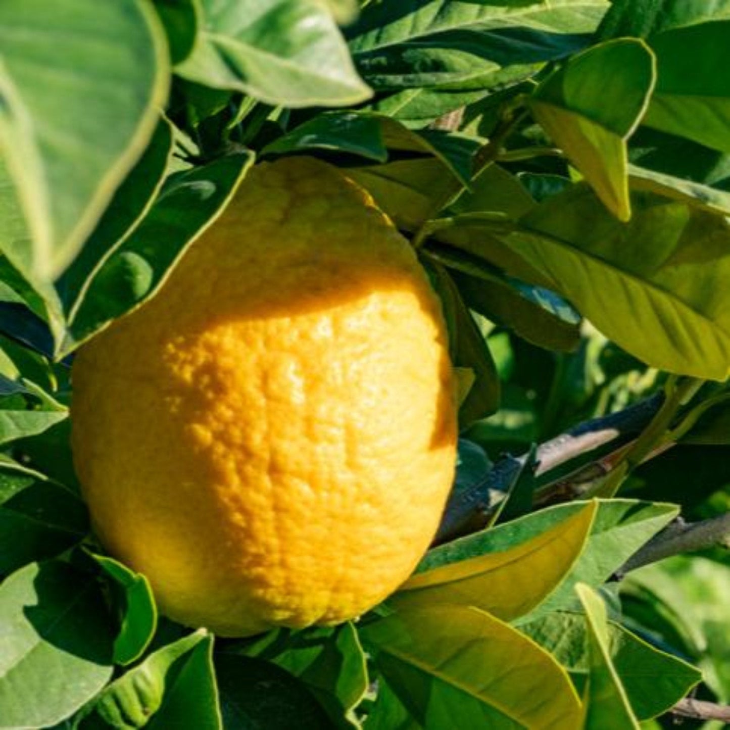 Lisbon Lemon Tree plant with a ripe yellow lemon among glossy green leaves on Tampa Home & Garden Store