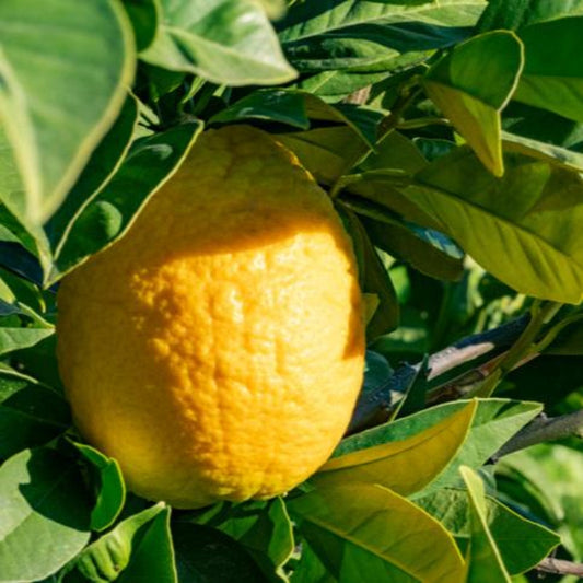 Lisbon Lemon Tree plant with a ripe yellow lemon among glossy green leaves on Tampa Home & Garden Store