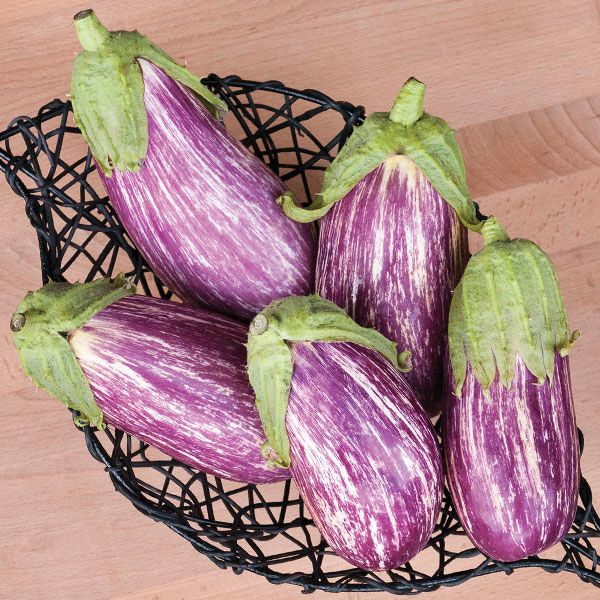 Listada diGandia eggplant seeds, five purple-striped eggplants in a black basket on Tampa Home & Garden Store