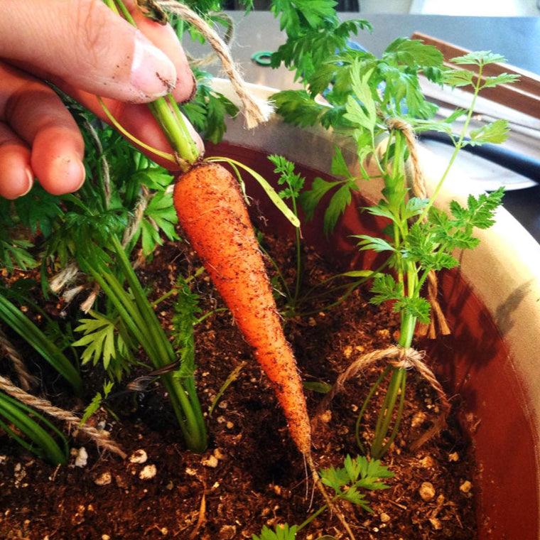 Little Finger Carrot Seeds (Organic) - Tampa Home & Garden Store
