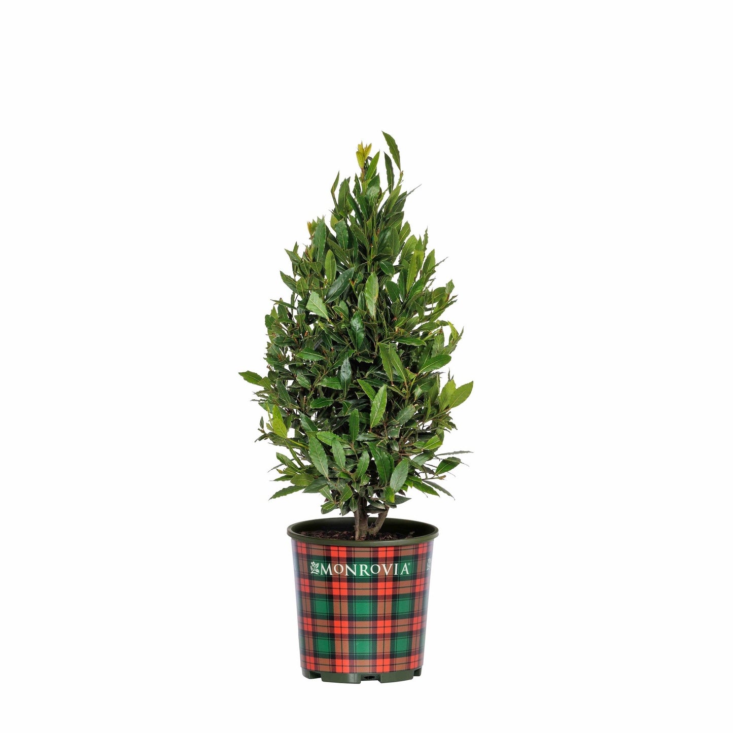 Little Ragu Sweet Bay plant in a red-and-green plaid Monrovia pot on Tampa Home & Garden Store