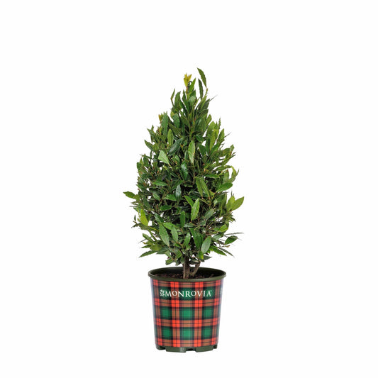 Little Ragu Sweet Bay plant in a red-and-green plaid Monrovia pot on Tampa Home & Garden Store