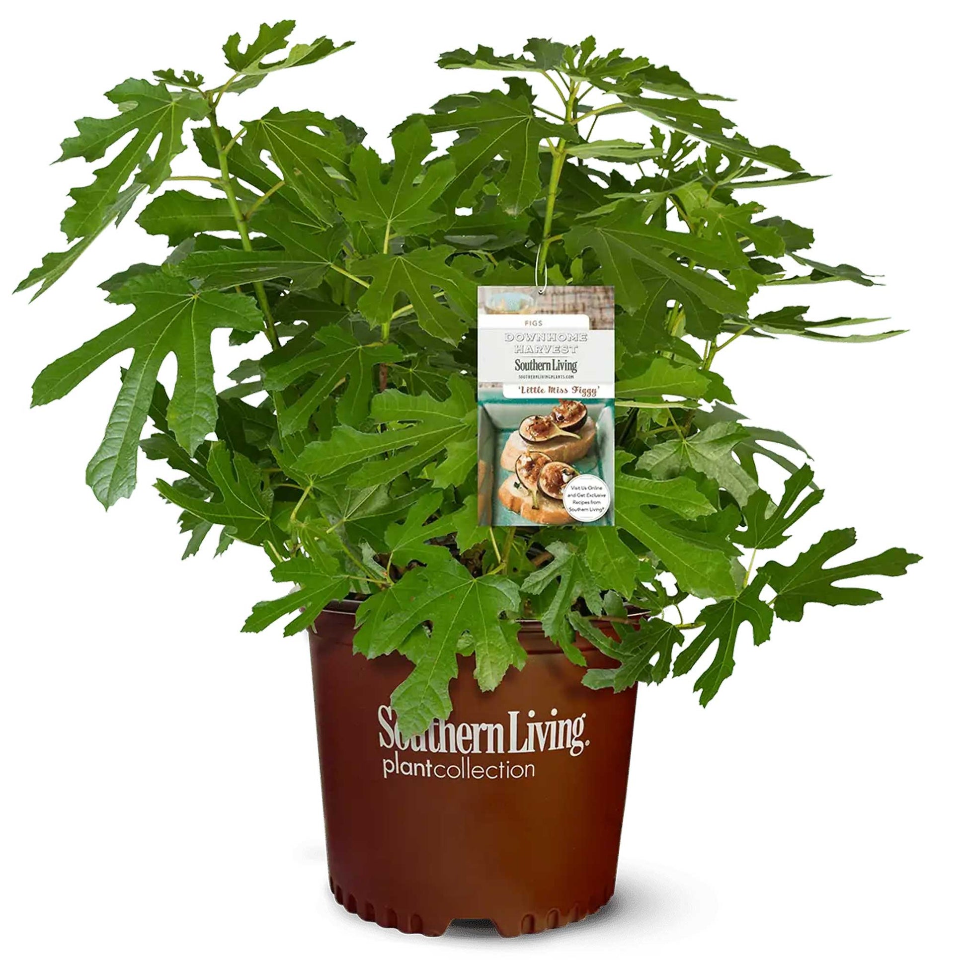 Little Miss Figgy plant in pot with lobed green leaves Southern Living Plant Collection on Tampa Home & Garden Store