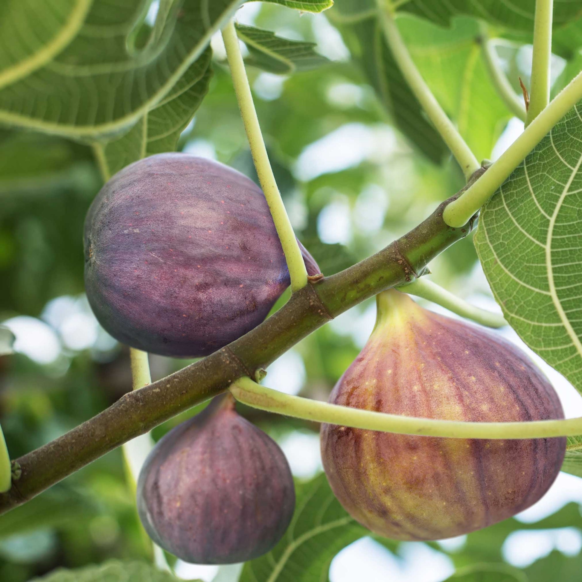 Little Miss Figgy™ plant by Live Good Logistics with purple figs on a fig tree and leaves on Tampa Home & Garden Store