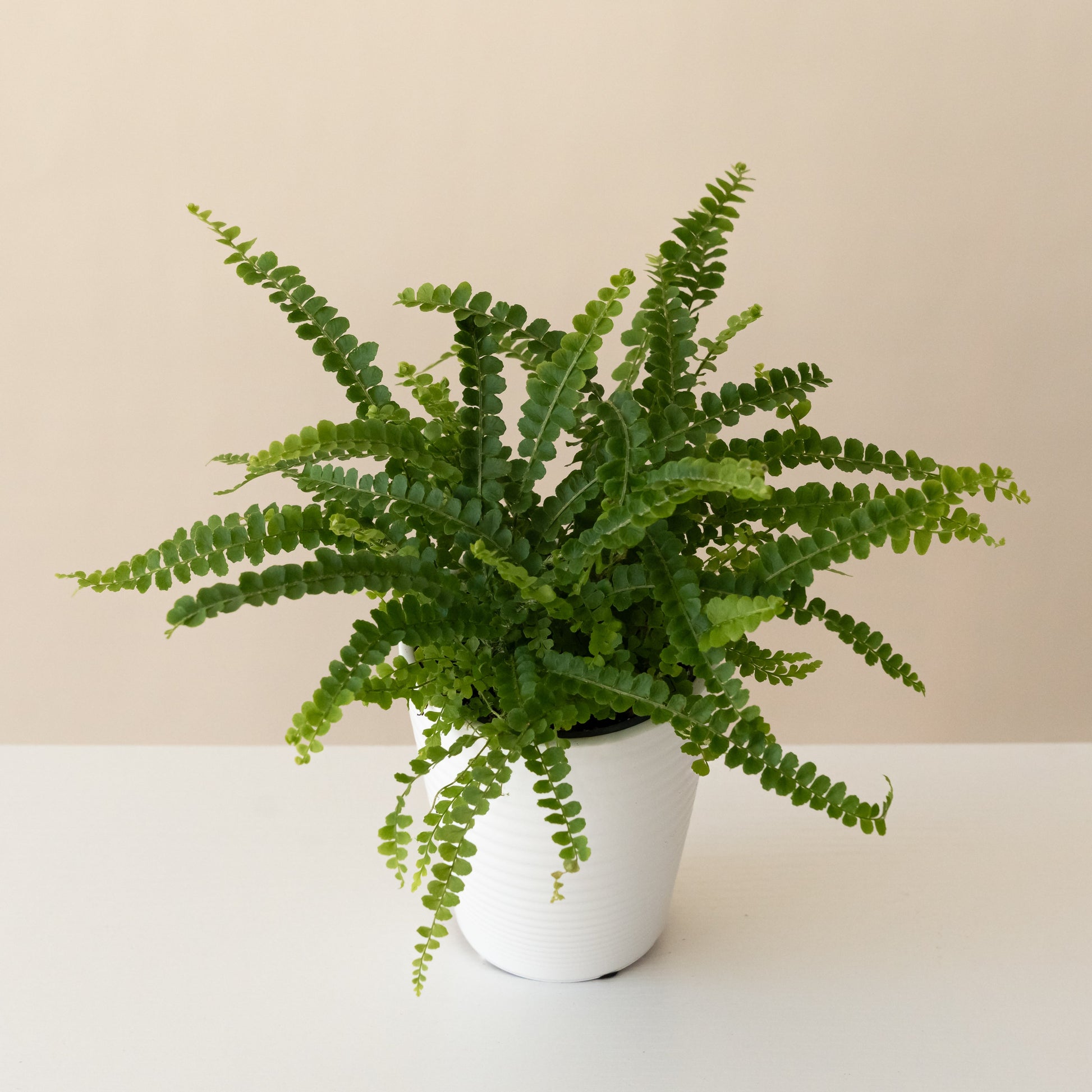 Living Lace® Cute as a Button™ - Tampa Home & Garden Store