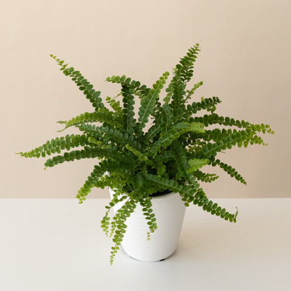 Living Lace® Cute as a Button™ - Tampa Home & Garden Store