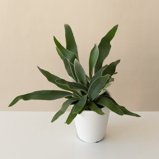 Living Lace® Ribbon Dance™ - Tampa Home & Garden Store