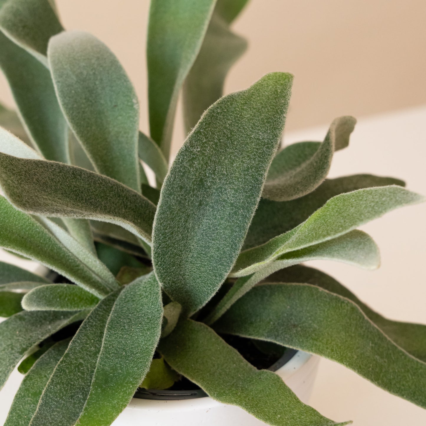 Living Lace® Ribbon Dance™ - Tampa Home & Garden Store