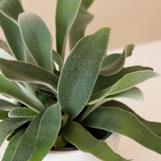 Living Lace® Ribbon Dance™ - Tampa Home & Garden Store