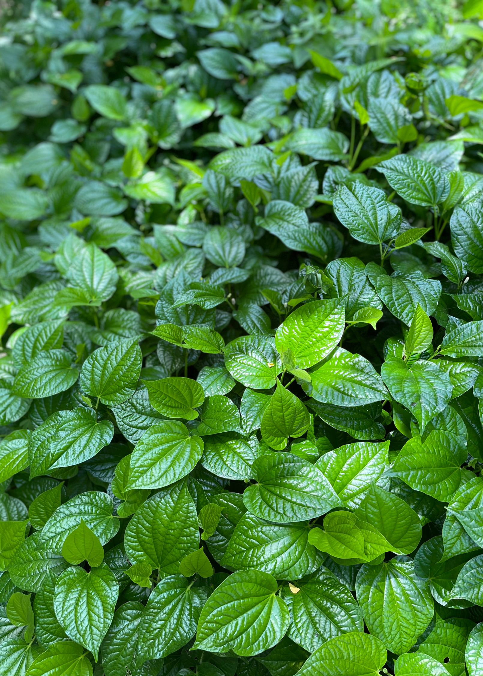 Lolot (Piper sarmentosum) - Tampa Home & Garden Store