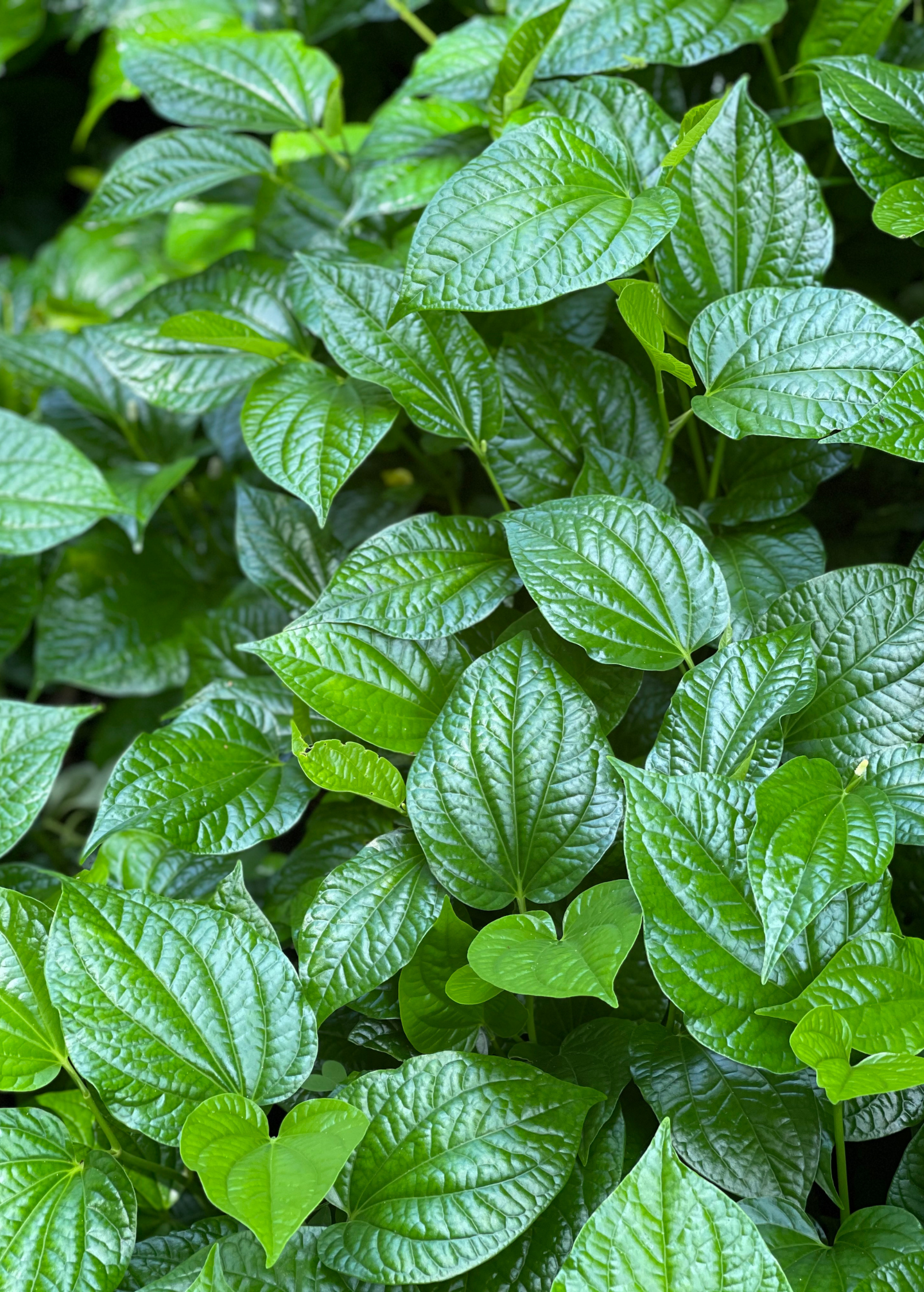 Lolot (Piper sarmentosum) - Tampa Home & Garden Store