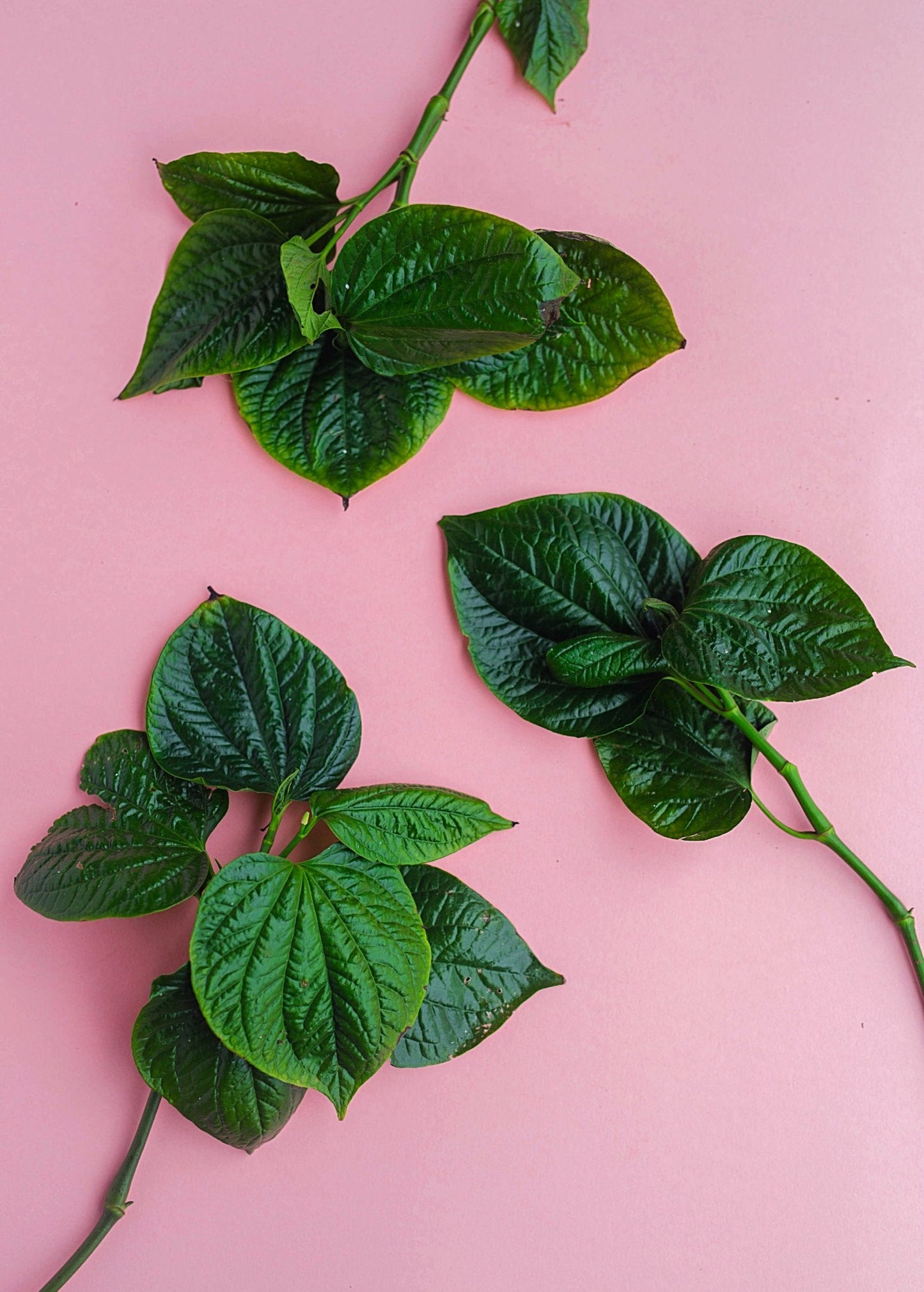 Lolot (Piper sarmentosum) - Tampa Home & Garden Store