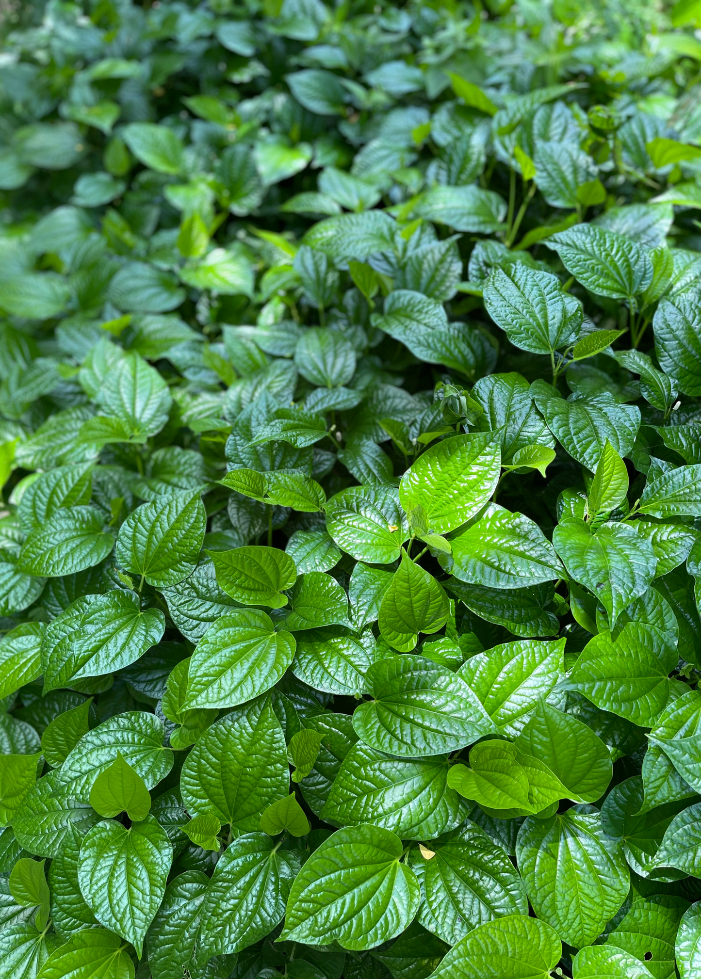 Lolot (Piper sarmentosum) - Tampa Home & Garden Store