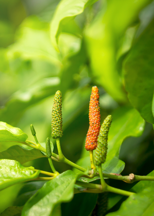Long Pepper (Piper longum) - Tampa Home & Garden Store