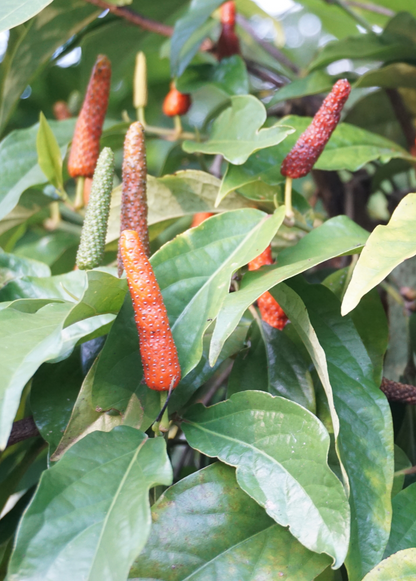 Long Pepper (Piper longum) - Tampa Home & Garden Store