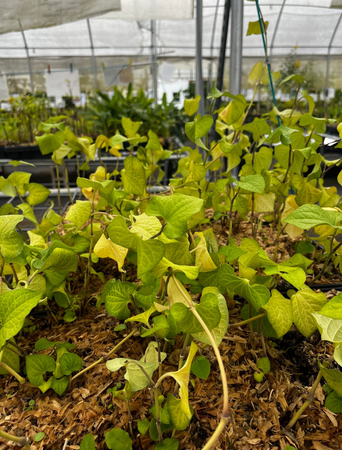 Long Pepper (Piper longum) - Tampa Home & Garden Store