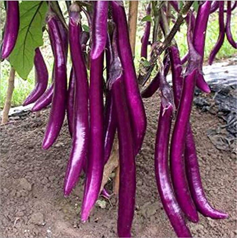 Long Purple Eggplant Seeds - Solanum Melongena - Non-Gmo Aubergine Asian Vegetable - Tampa Home & Garden Store