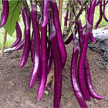 Long Purple Eggplant Seeds - Solanum Melongena - Non-Gmo Aubergine Asian Vegetable - Tampa Home & Garden Store