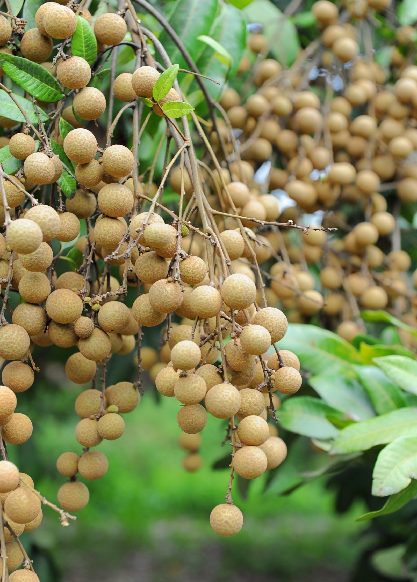 Longan, 'Kohala' (Dimocarpus longan) - Tampa Home & Garden Store