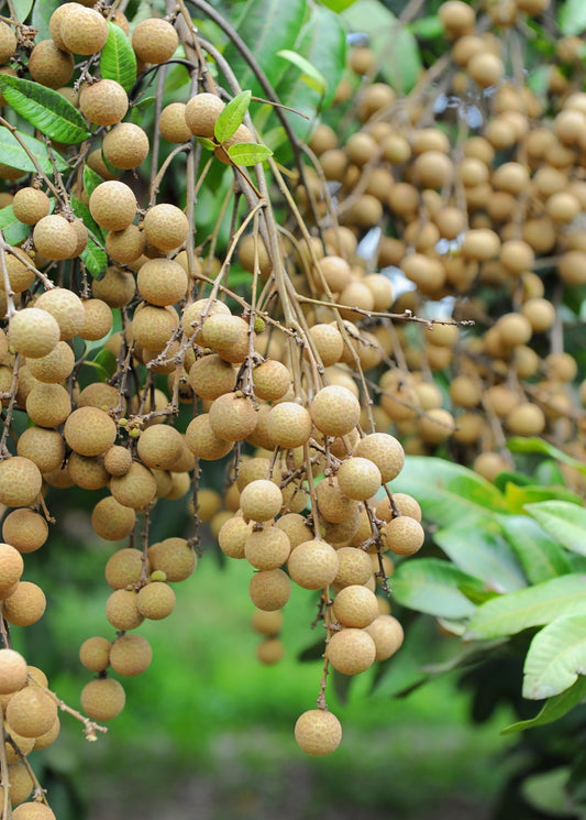 Longan, 'Kohala' (Dimocarpus longan) - Tampa Home & Garden Store