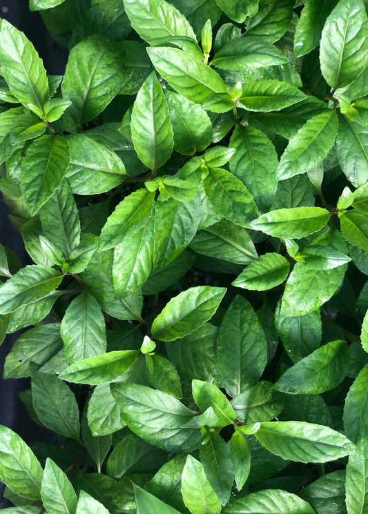 Longevity Spinach (Gynura procumbens) - Tampa Home & Garden Store