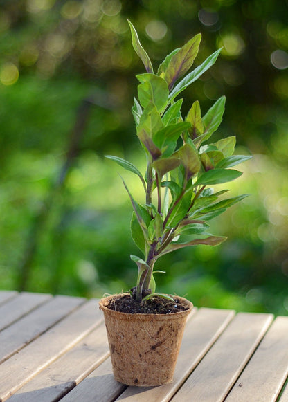 Longevity Spinach (Gynura procumbens) - Tampa Home & Garden Store
