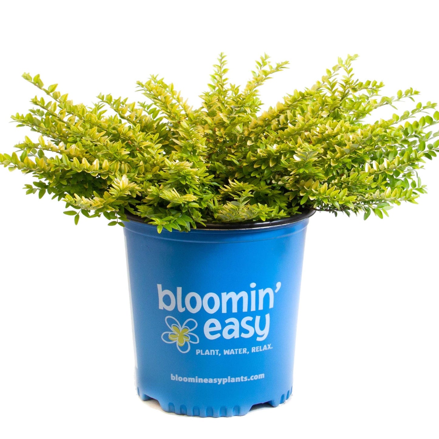 Thunderbolt Box Honeysuckle plant in a blue bloomin' easy pot with lime-green foliage on Tampa Home & Garden Store