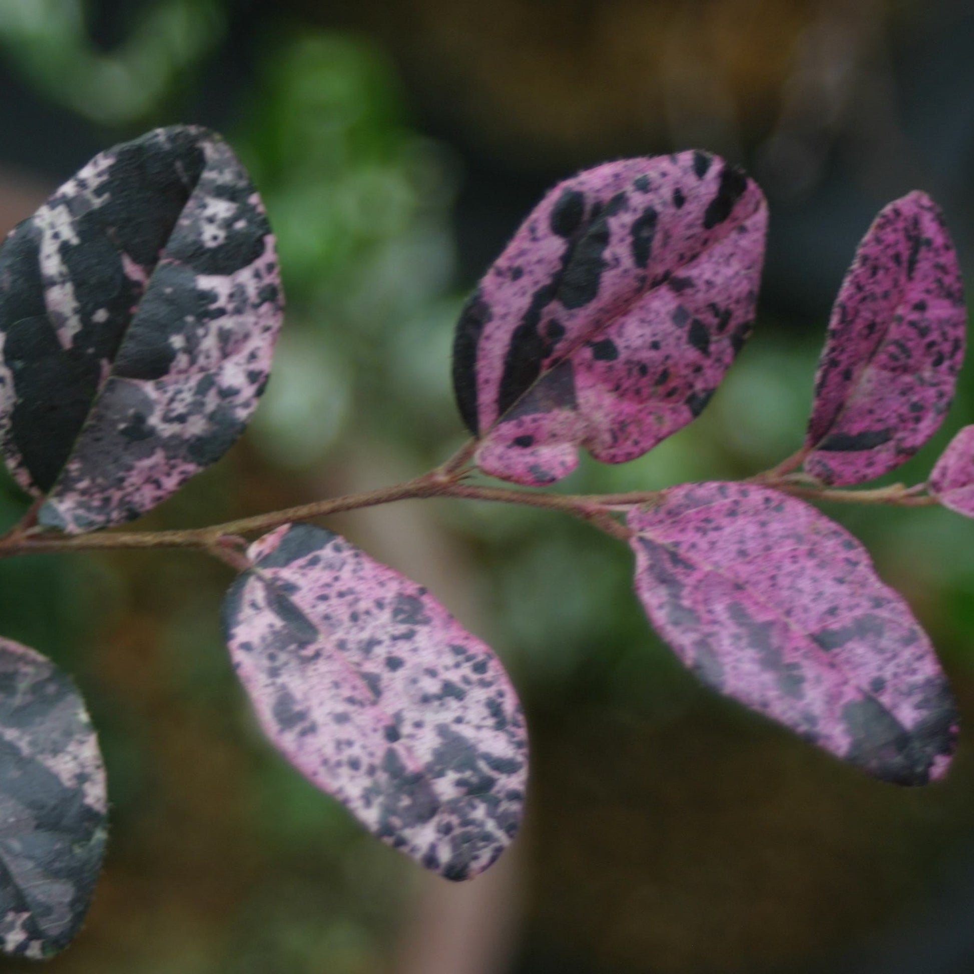 JazzHands Variegated Loropetalum indoor-outdoor pink speckled leaves by Live Good Logistics on Tampa Home & Garden Store