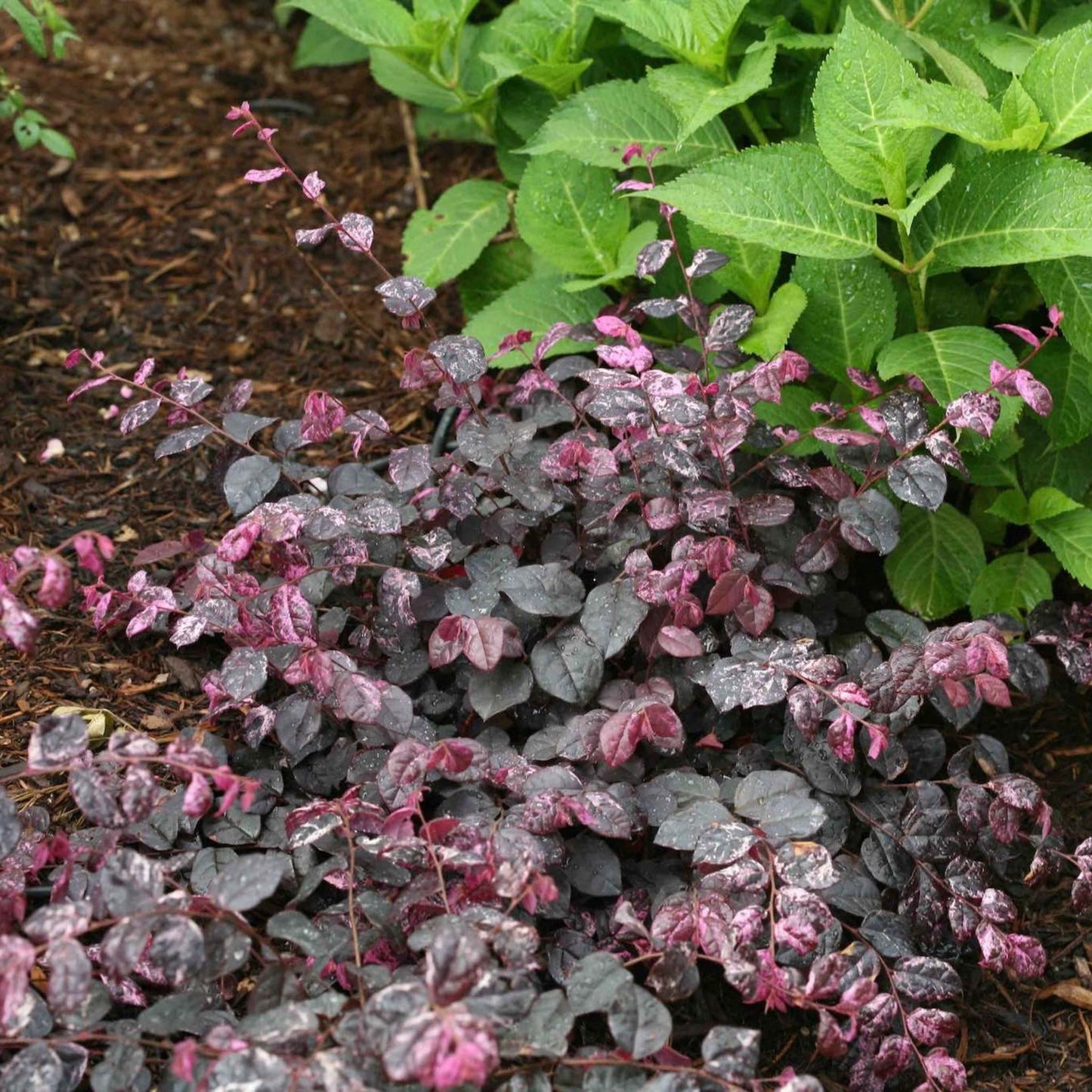 Jazz Hands Variegated Loropetalum plant with purple variegated foliage in a low shrub on Tampa Home & Garden Store