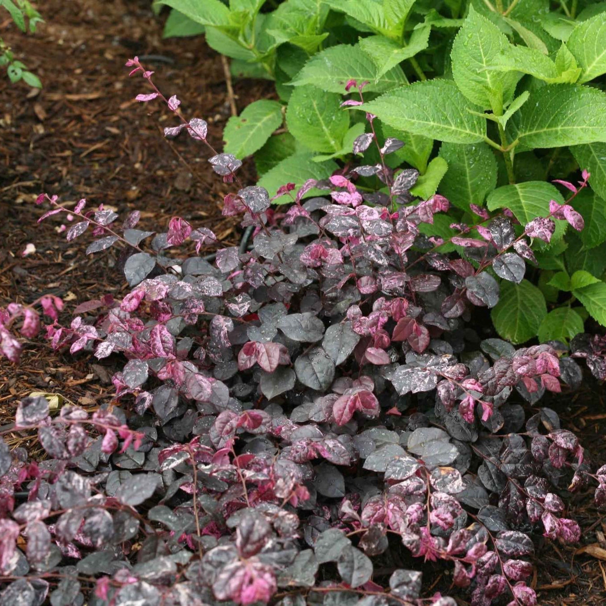 Jazz Hands Variegated Loropetalum plant with purple variegated foliage in a low shrub on Tampa Home & Garden Store