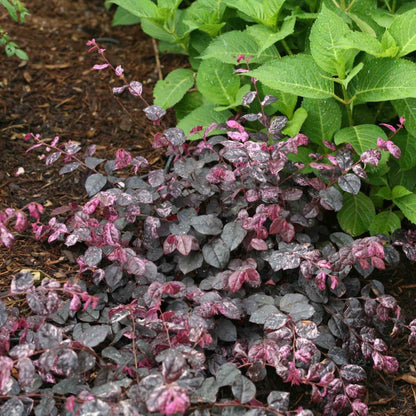 Jazz Hands Variegated Loropetalum plant with purple variegated foliage in a low shrub on Tampa Home & Garden Store