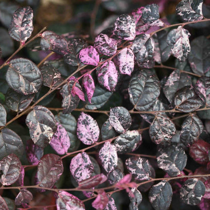 Jazz Hands Variegated Loropetalum plant with pink and purple mottled leaves on Tampa Home & Garden Store