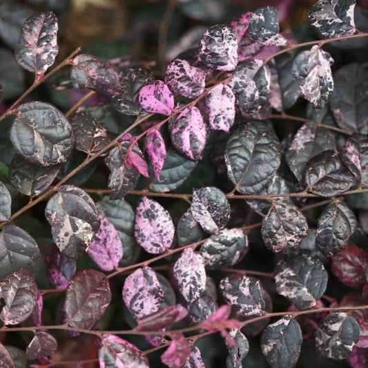 Jazz Hands Variegated Loropetalum plant with pink and purple mottled leaves on Tampa Home & Garden Store
