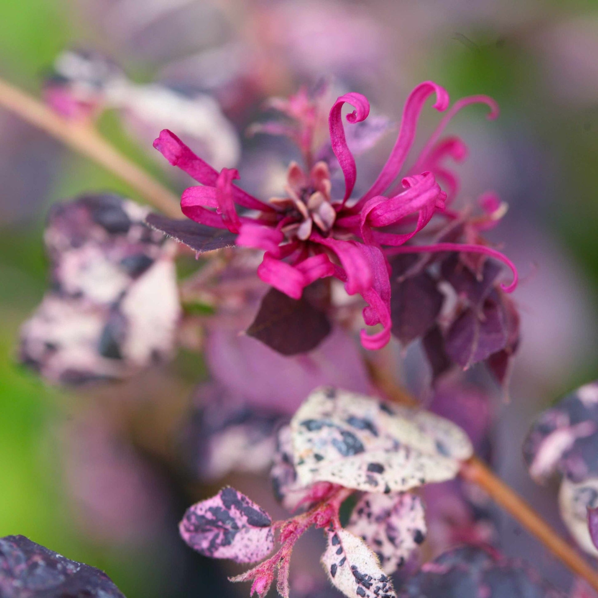 Jazz Hands Variegated Loropetalum plant pink fringe flowers with variegated leaves on Tampa Home & Garden Store
