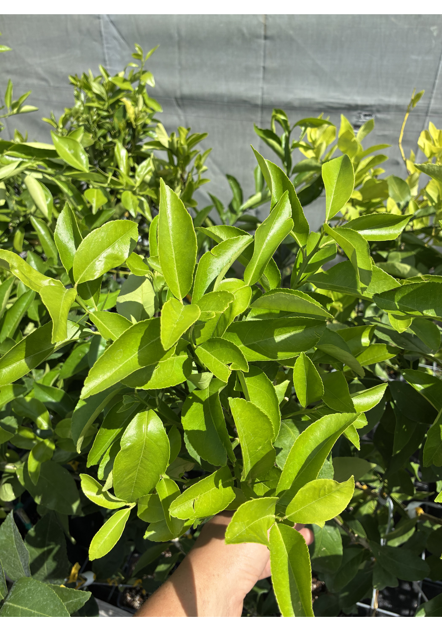 Lisbon Lemon Tree (Citrus × limon)