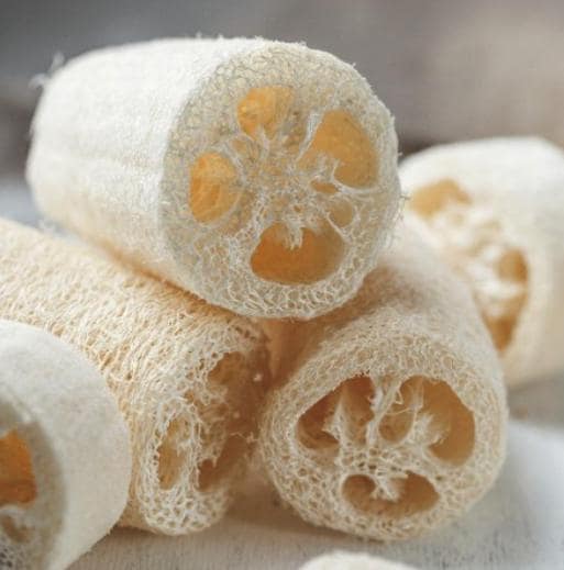 Luffa Sponge Gourd Seeds - Luffa Cylindrica - Easy to Grow Vegetable Garden - Tampa Home & Garden Store