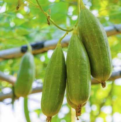 Luffa Sponge Gourd Seeds - Luffa Cylindrica - Easy to Grow Vegetable Garden - Tampa Home & Garden Store