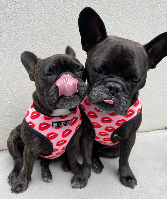Luxury Red Lips Breathable Mesh Harness Chest Back + Traction - Tampa Home & Garden Store