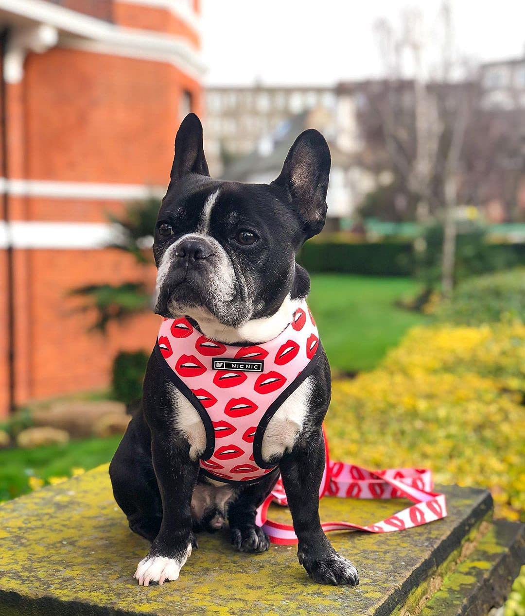 Luxury Red Lips Breathable Mesh Harness Chest Back + Traction - Tampa Home & Garden Store