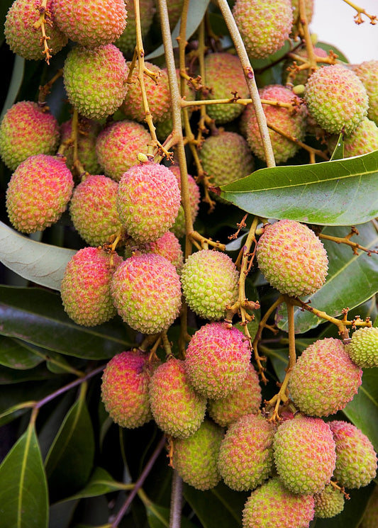 Lychee 'Mauritius' (Litchi chinensis) - Tampa Home & Garden Store