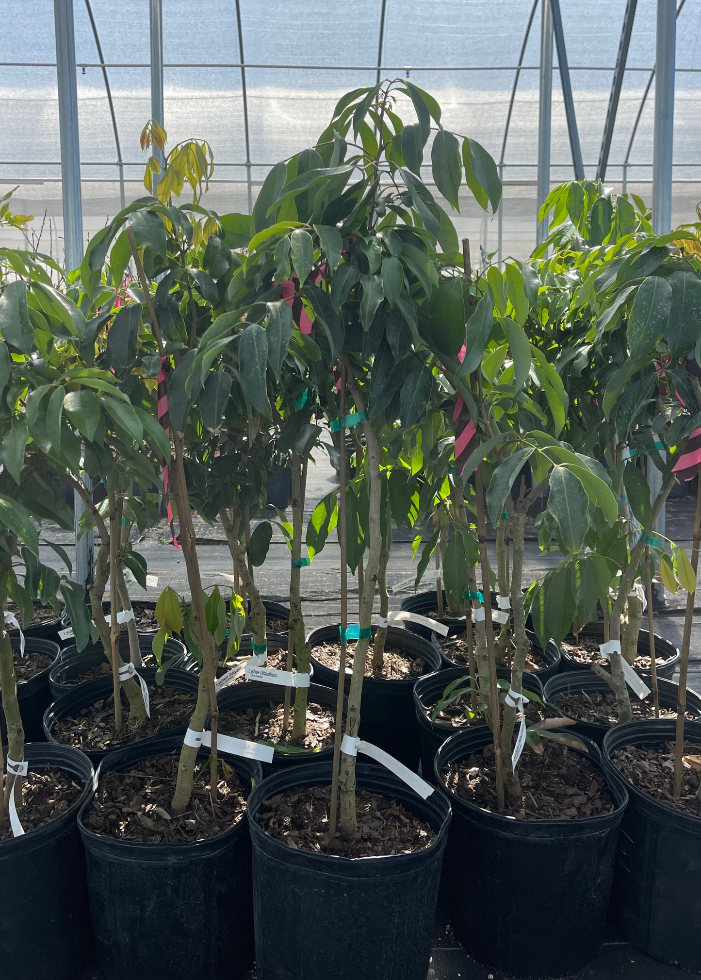 Lychee 'Mauritius' (Litchi chinensis) - Tampa Home & Garden Store