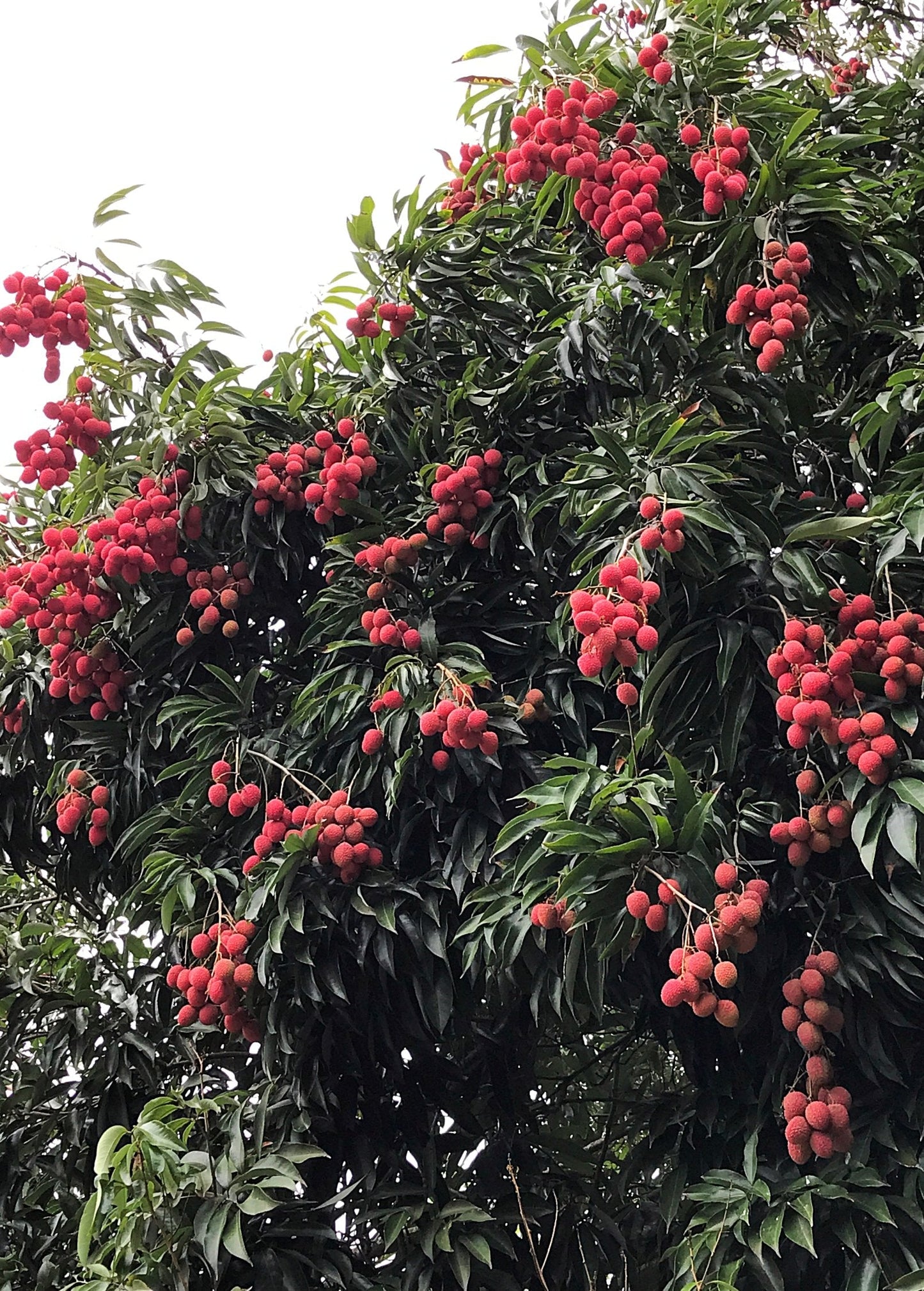 Lychee 'Mauritius' (Litchi chinensis) - Tampa Home & Garden Store