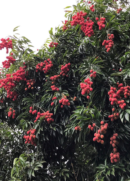 Lychee 'Mauritius' (Litchi chinensis) - Tampa Home & Garden Store